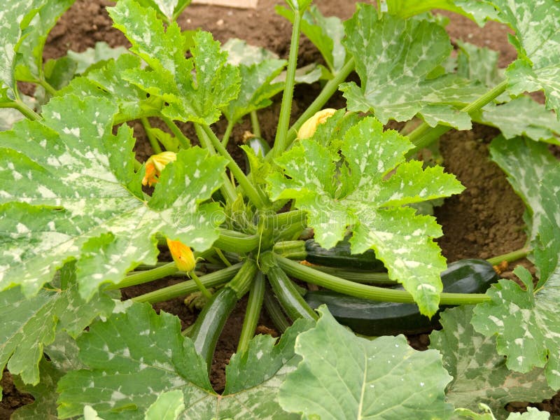 Verde midollo con fiori di zucca e verdure che crescono sul letto di verdure.