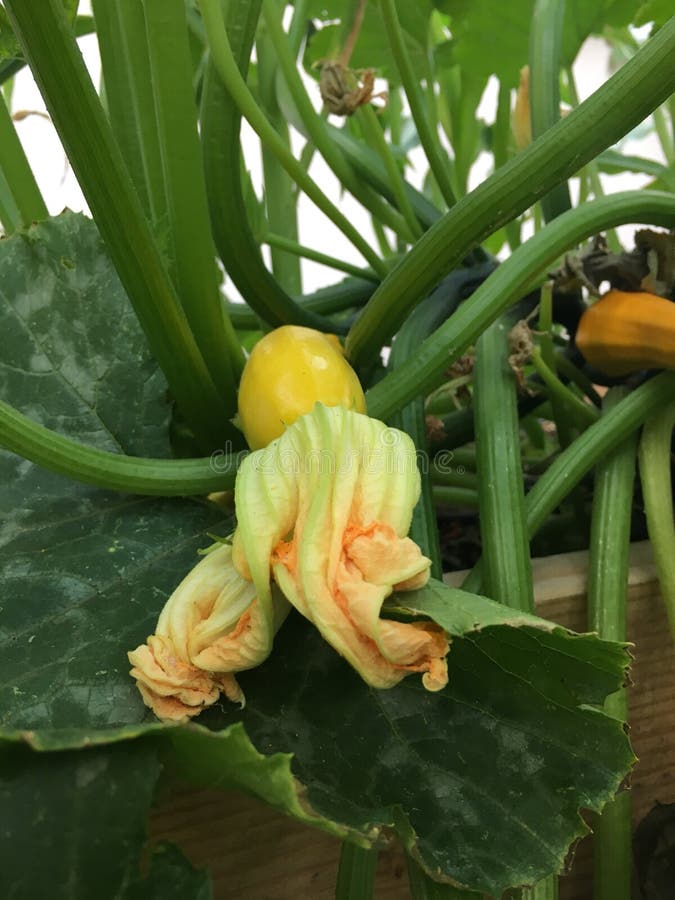 Zucchini on the vine stock image. Image of ripening 124084053