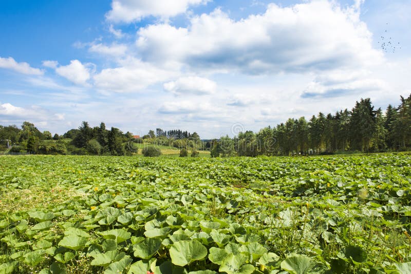 Zucchinifält royaltyfri bild Zucchinifält royaltyfri bild