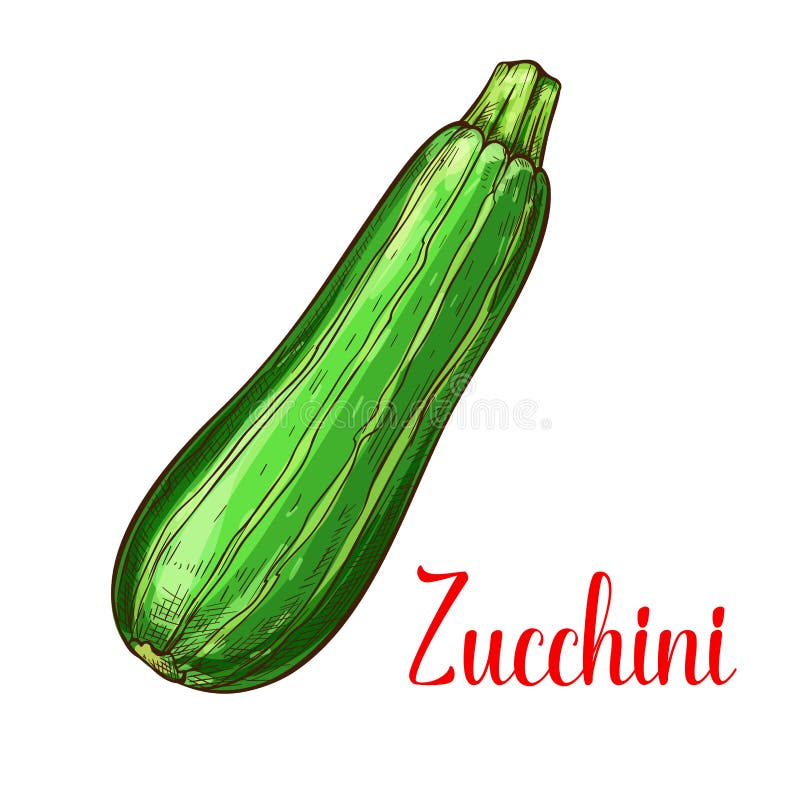 Zucchinikürbisvektorskizzen-Gemüseikone vektor abbildung Zucchinikürbisvektorskizzen-Gemüseikone vektor abbildung