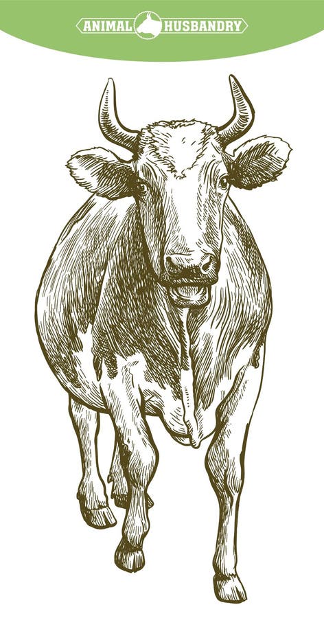 Breeding cow. grazing cattle. animal husbandry. livestock. illustration on a white background. Breeding cow. grazing cattle. animal husbandry. livestock. illustration on a white background