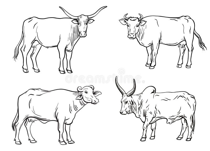 Breeding cow. grazing cattle. animal husbandry. livestock. vector illustration on a white background. Breeding cow. grazing cattle. animal husbandry. livestock. vector illustration on a white background