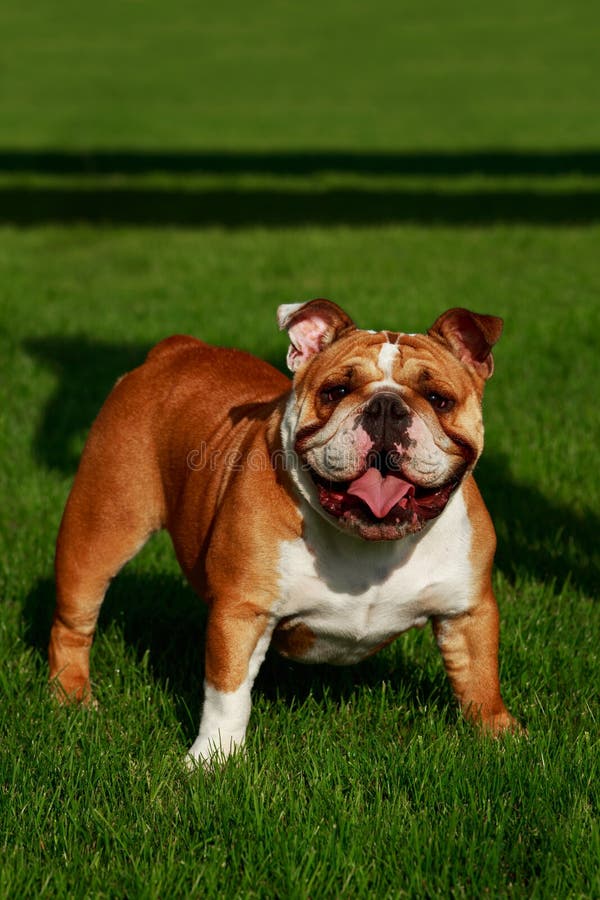 Zuchthundenglischbulldogge stockfotos Zuchthundenglischbulldogge stockfotos