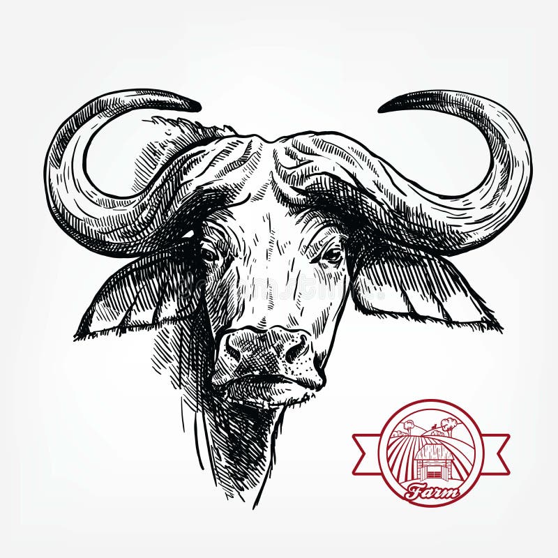 Breeding cattle. head of a Afrikan Buffalo. vector sketch on white background. Breeding cattle. head of a Afrikan Buffalo. vector sketch on white background.