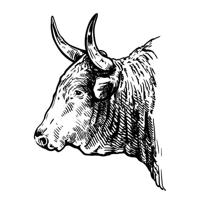 Breeding cattle. head of American bull. vector sketch on white background. Breeding cattle. head of American bull. vector sketch on white background.