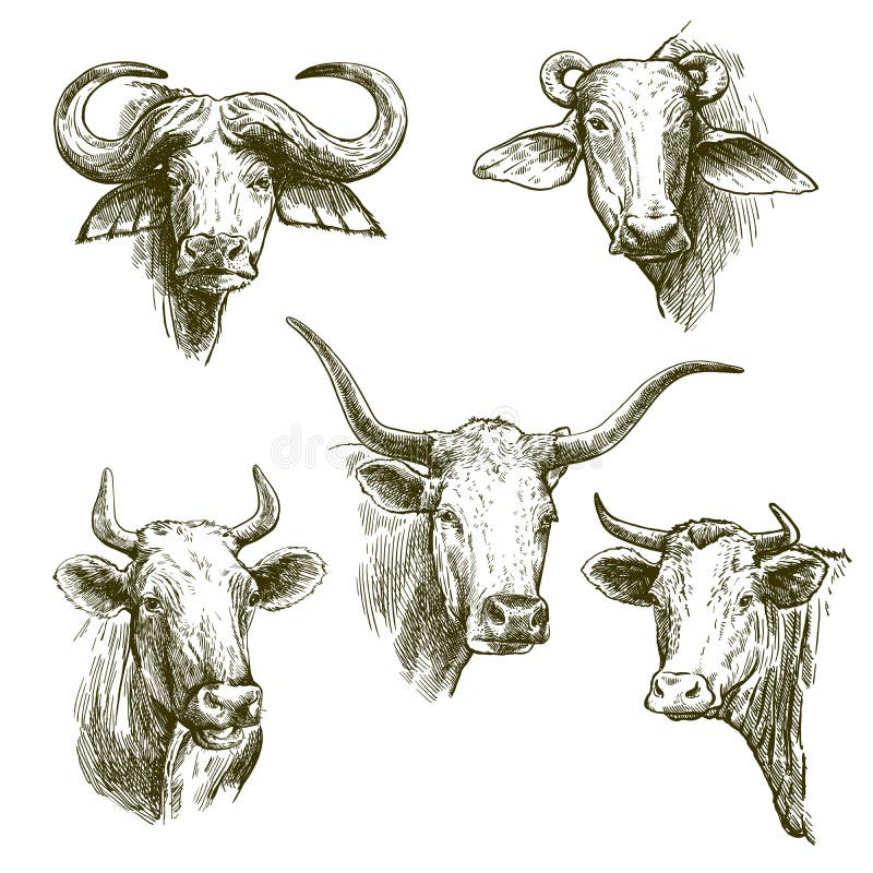 Breeding cattle. heads of cows. vector sketch on white background. Breeding cattle. heads of cows. vector sketch on white background.