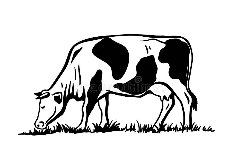 Breeding cattle. silhouette of a grazing cow. vector illustration isolated on white background. Breeding cattle. silhouette of a grazing cow. vector illustration isolated on white background.