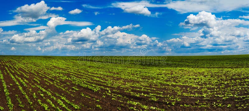 Zuckerrübenernten Feld, Hügellandschaft stockbild Zuckerrübenernten Feld, Hügellandschaft stockbild