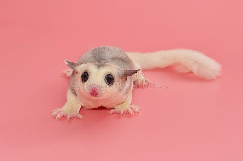 Zuckersegelflugzeug leucistic Petaurus breviceps, auf rosa backgr stockfotografie Zuckersegelflugzeug leucistic Petaurus breviceps, auf rosa backgr stockfotografie