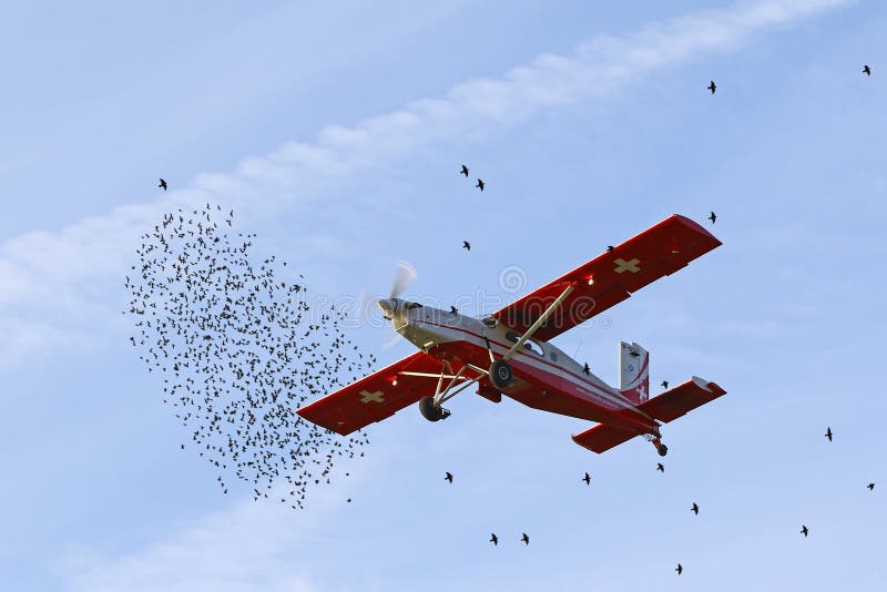 Zugvögel an den Flughäfen im Fall sind eine wiederkehrende Gefahr zum Flugverkehr lizenzfreies stockfoto Zugvögel an den Flughäfen im Fall sind eine wiederkehrende Gefahr zum Flugverkehr lizenzfreies stockfoto