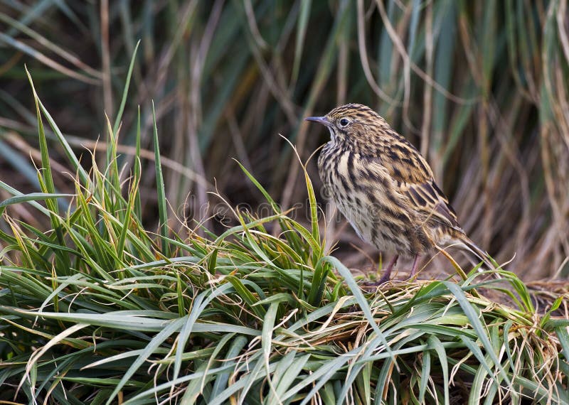 Zuid-Georgische Pieper, Południowego Gruzja Pipit, Anthus antarcticus fotografia royalty free Zuid-Georgische Pieper, Południowego Gruzja Pipit, Anthus antarcticus fotografia royalty free