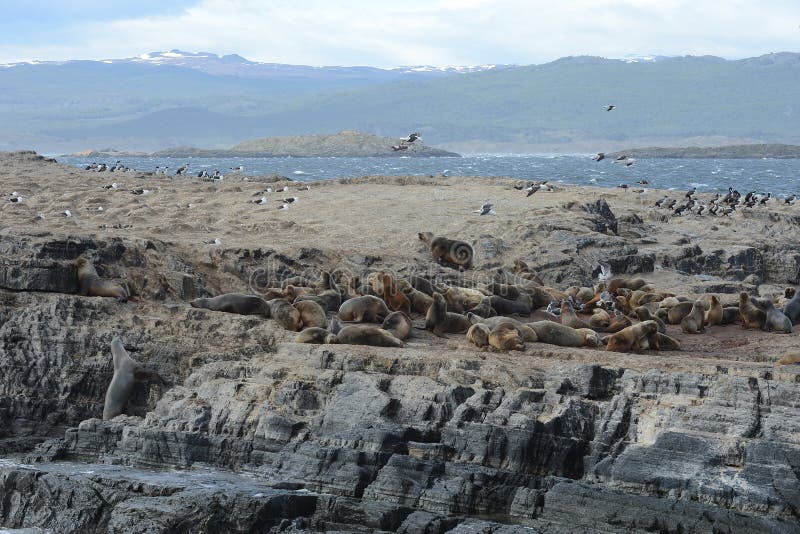 Zuidamerikaanse zeeleeuw, Otaria flavescens, het kweken kolonie en haulout op kleine eilandjes enkel buitenkant Ushuaia royalty-vrije stock foto's Zuidamerikaanse zeeleeuw, Otaria flavescens, het kweken kolonie en haulout op kleine eilandjes enkel buitenkant Ushuaia royalty-vrije stock foto's