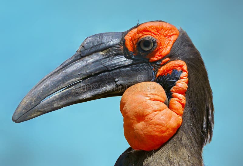 Zuidelijke Grond hornbill stock fotografie Zuidelijke Grond hornbill stock fotografie