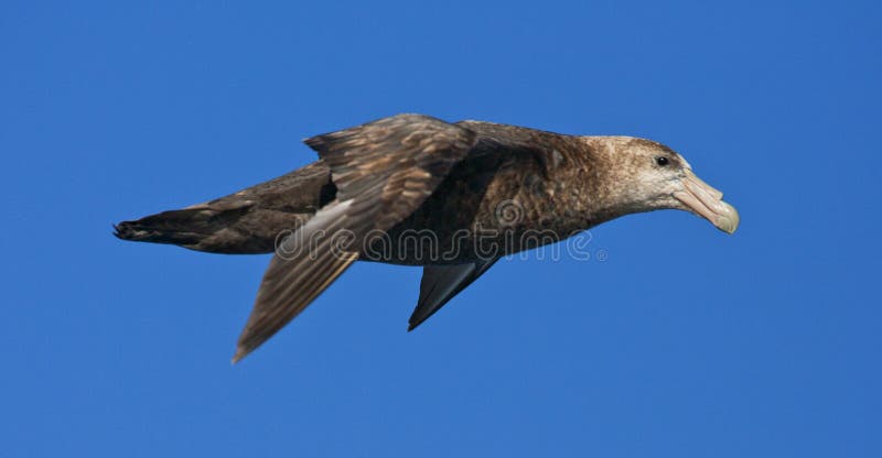 Zuidelijke Reuzenstormvogel, Southern Giant Petrel, Macronectes stock images Zuidelijke Reuzenstormvogel, Southern Giant Petrel, Macronectes stock images