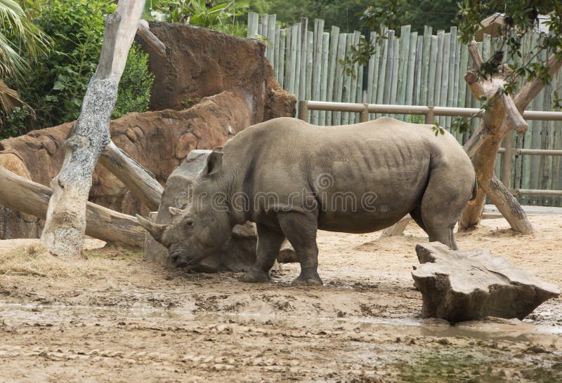 Zuidelijke Witte Rinoceros in Dierentuin stock afbeeldingen Zuidelijke Witte Rinoceros in Dierentuin stock afbeeldingen
