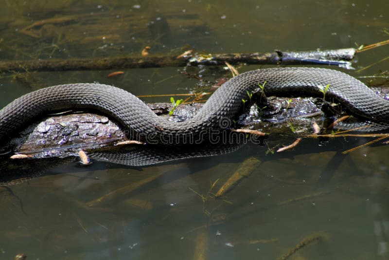 Bende Woning Verdikken Zuidelijke Zwarte Waterslang - Nerodia-fasciata Stock Foto - Image of  slang, verenigd: 76636230