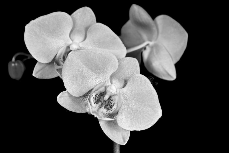 Bright white orchid blossoms on black. Bright white orchid blossoms on black.