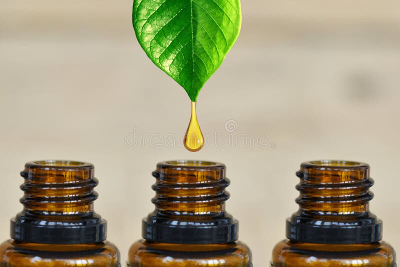 Pure and organic essential oil dripping from a green plant into a dark amber bottle. Pure and organic essential oil dripping from a green plant into a dark amber bottle