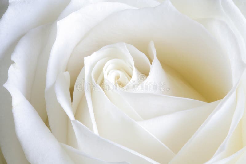 Image of white rose captured in natural light. Image of white rose captured in natural light