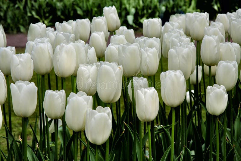 Zuivere witte tulpenbloem op tulpengebied royalty-vrije stock afbeeldingen Zuivere witte tulpenbloem op tulpengebied royalty-vrije stock afbeeldingen