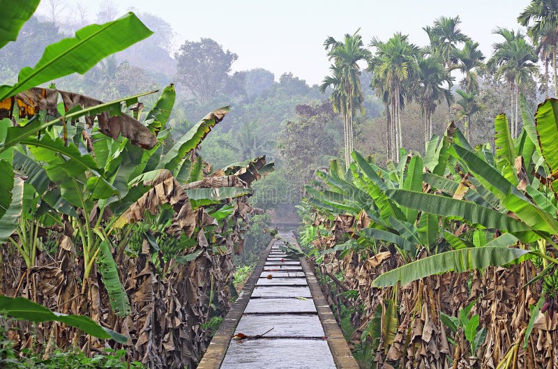 Zuleitung durch Kerala-Bananenplantage stockfotografie Zuleitung durch Kerala-Bananenplantage stockfotografie