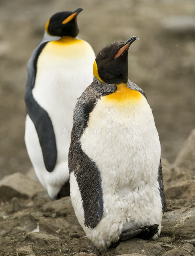 Zum König Penguins, einer im Moult lizenzfreie stockfotografie Zum König Penguins, einer im Moult lizenzfreie stockfotografie