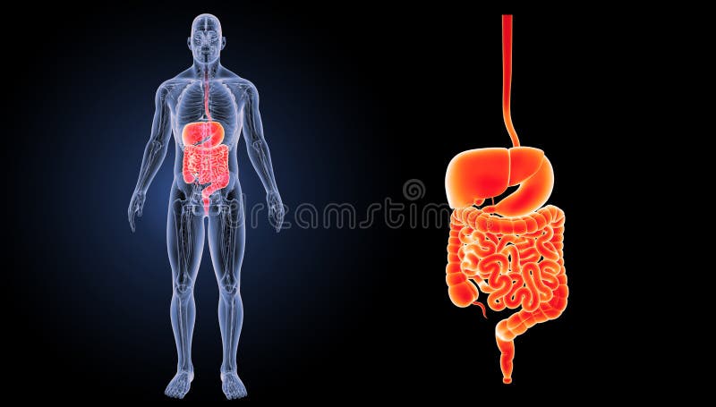 The digestive system is a group of organs working together to convert food into energy and basic nutrients to feed the entire body. Food passes through a long tube inside the body known as the alimentary canal or the gastrointestinal tract GI tract. The hollow organs that make up the GI tract are the mouth, esophagus, stomach, small intestine, large intestineâ€”which includes the rectumâ€”and anus. Food enters the mouth and passes to the anus through the hollow organs of the GI tract. The liver, pancreas, and gallbladder are the solid organs of the digestive system. The digestive system is a group of organs working together to convert food into energy and basic nutrients to feed the entire body. Food passes through a long tube inside the body known as the alimentary canal or the gastrointestinal tract GI tract. The hollow organs that make up the GI tract are the mouth, esophagus, stomach, small intestine, large intestineâ€”which includes the rectumâ€”and anus. Food enters the mouth and passes to the anus through the hollow organs of the GI tract. The liver, pancreas, and gallbladder are the solid organs of the digestive system.