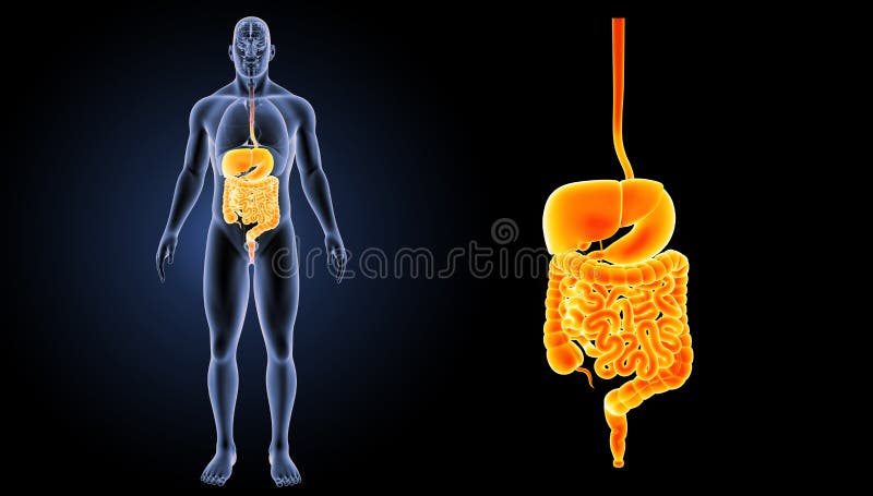 The digestive system is a group of organs working together to convert food into energy and basic nutrients to feed the entire body. Food passes through a long tube inside the body known as the alimentary canal or the gastrointestinal tract GI tract. The hollow organs that make up the GI tract are the mouth, esophagus, stomach, small intestine, large intestineâ€”which includes the rectumâ€”and anus. Food enters the mouth and passes to the anus through the hollow organs of the GI tract. The liver, pancreas, and gallbladder are the solid organs of the digestive system. The digestive system is a group of organs working together to convert food into energy and basic nutrients to feed the entire body. Food passes through a long tube inside the body known as the alimentary canal or the gastrointestinal tract GI tract. The hollow organs that make up the GI tract are the mouth, esophagus, stomach, small intestine, large intestineâ€”which includes the rectumâ€”and anus. Food enters the mouth and passes to the anus through the hollow organs of the GI tract. The liver, pancreas, and gallbladder are the solid organs of the digestive system.