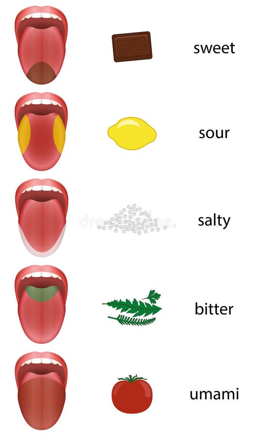 Zungen-Karten-Geschmack Teilt Zunge In Zonen Auf Vektor Abbildung ...