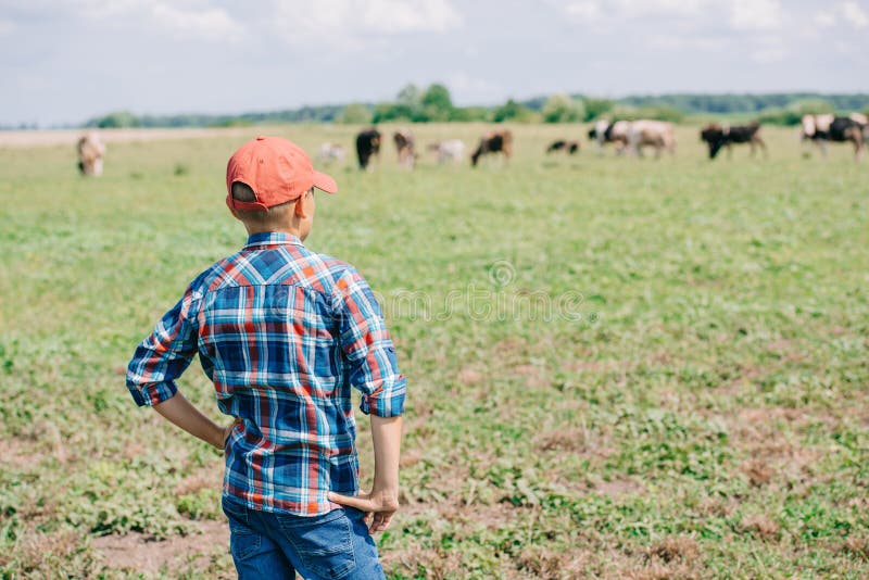 zurück Ansicht des Jungen in der Kappe, welche die weiden lassenden Kühe steht und betrachtet lizenzfreies stockbild zurück Ansicht des Jungen in der Kappe, welche die weiden lassenden Kühe steht und betrachtet lizenzfreies stockbild