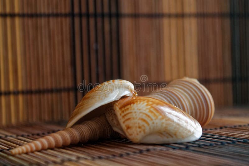 Zusammensetzung von exotischen Seeoberteilen und Starfish auf einem hölzernen Hintergrund lizenzfreie stockfotos Zusammensetzung von exotischen Seeoberteilen und Starfish auf einem hölzernen Hintergrund lizenzfreie stockfotos