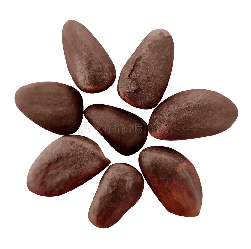 Composition of cedar nuts, isolated on white. Clipping Path included. Composition of cedar nuts, isolated on white. Clipping Path included
