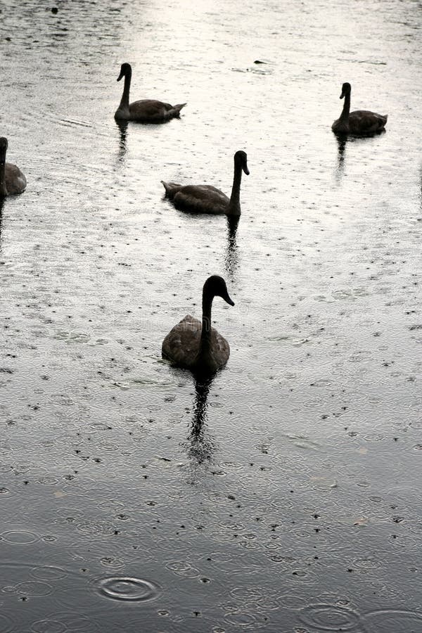 Swans swimming on a danish lake under the rain. Swans swimming on a danish lake under the rain