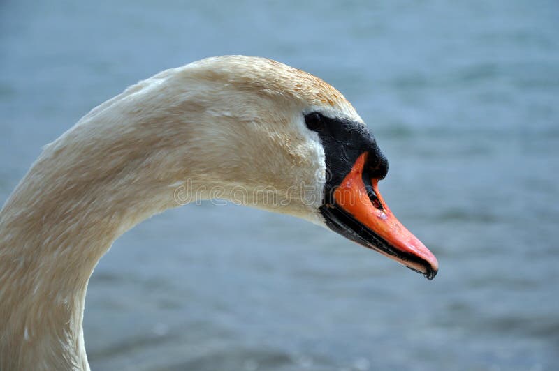 White swans couple pair on lake shore. White swans couple pair on lake shore