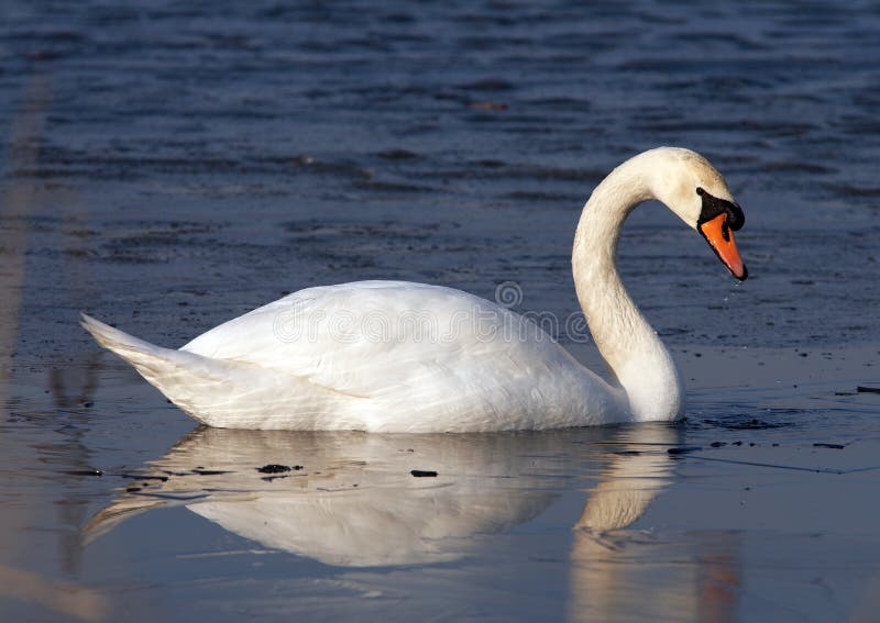 A photo of a lonely white swan in freedom. A photo of a lonely white swan in freedom