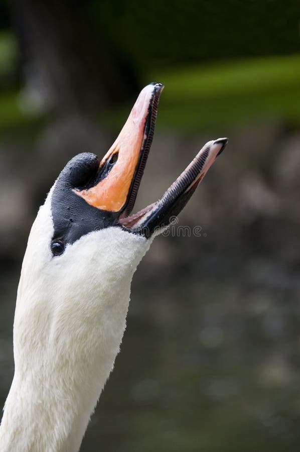 Swan raising its head to eat a piece of bread. Swan raising its head to eat a piece of bread