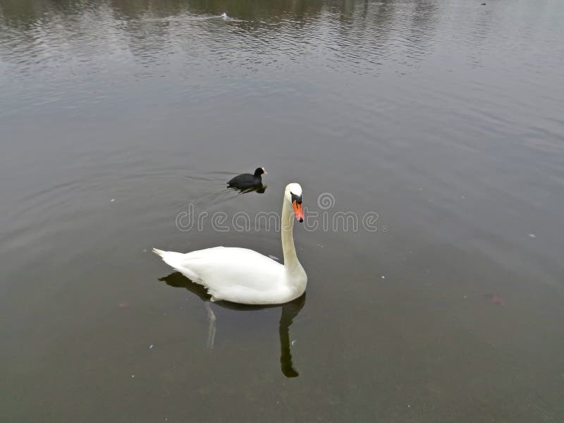 Zwaan, Hyde Park, Londen stock fotografie Zwaan, Hyde Park, Londen stock fotografie
