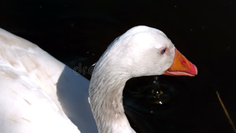 Zwaan onderdompelende bek in het meer