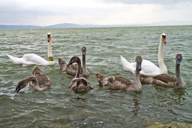 Swan family bird birds water animal nature. Swan family bird birds water animal nature