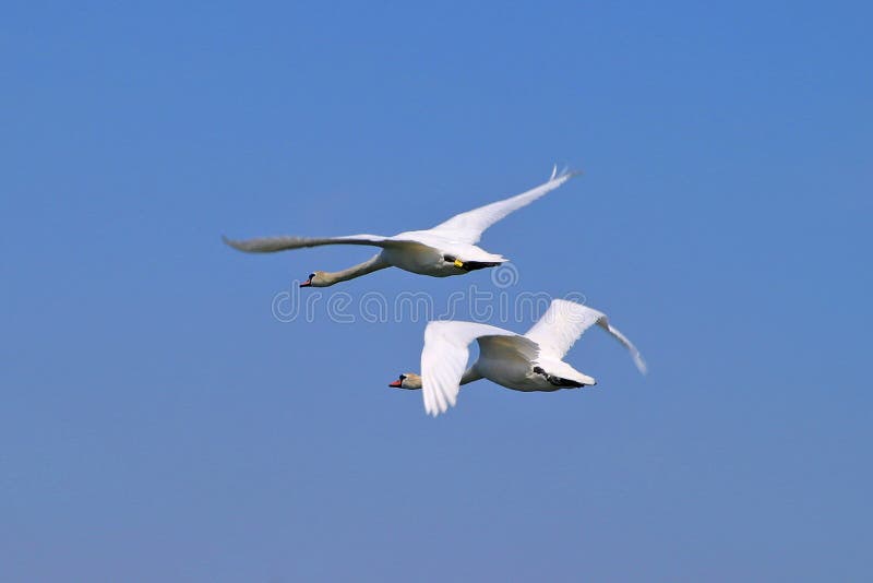 Two Swans flying. Two Swans flying