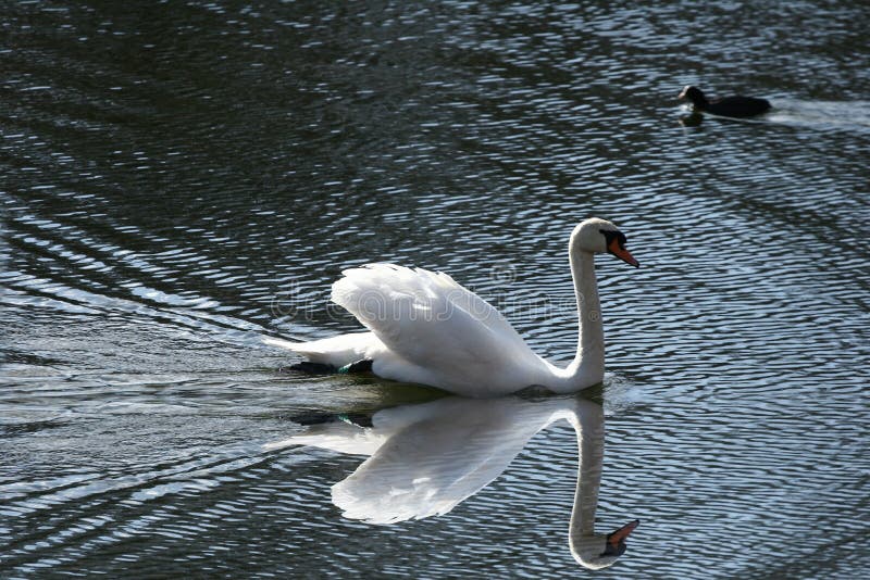 Swans swimming on a danish lake. Swans swimming on a danish lake