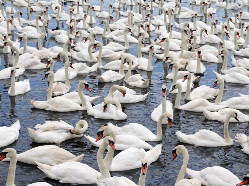 Swans at a swannery gathering just before feeding time. This swannery is at Abbotsbury in Dorset, England. Swans at a swannery gathering just before feeding time. This swannery is at Abbotsbury in Dorset, England