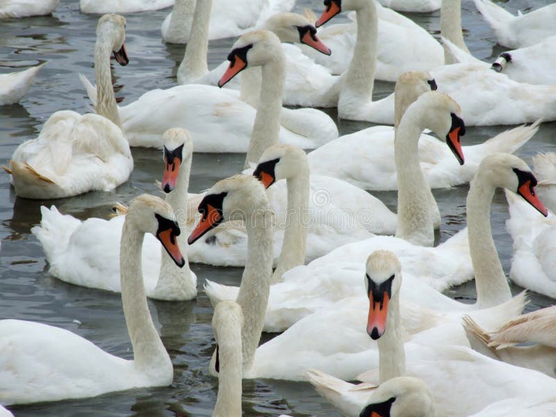 Swans at a swannery gathering just before feeding time. This swannery is at Abbotsbury in Dorset, England. Swans at a swannery gathering just before feeding time. This swannery is at Abbotsbury in Dorset, England