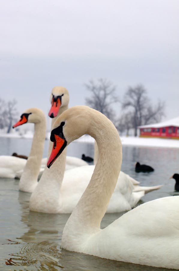 Swans on lake. Swans on lake