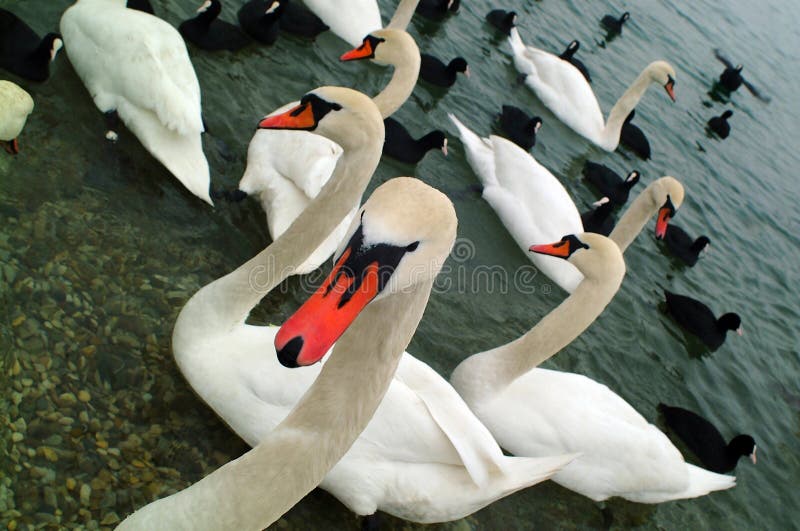 Group of swans and black ducks. Group of swans and black ducks