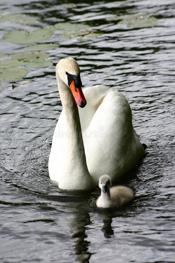 Swan family swimming on a danish lake. Swan family swimming on a danish lake