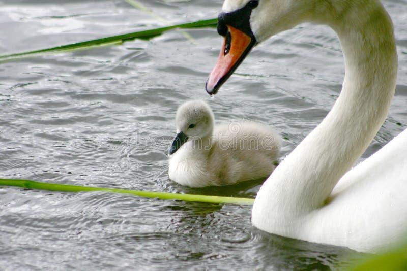 Swans swimming on a danish lake. Swans swimming on a danish lake