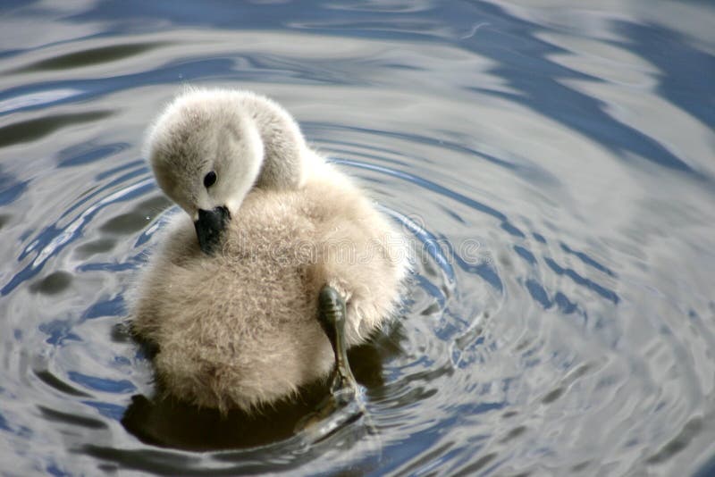 Swans swimming on a danish lake. Swans swimming on a danish lake