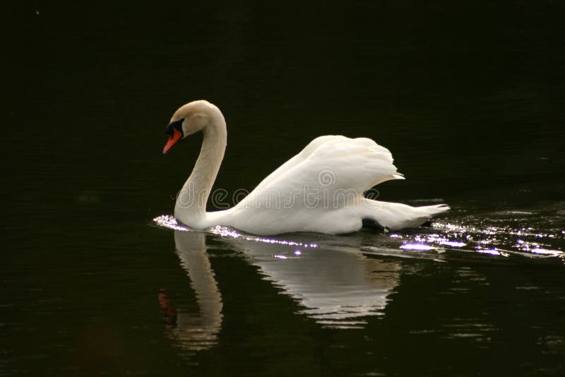 Swans family swimming on a danish lake. Swans family swimming on a danish lake