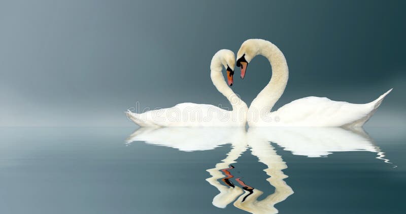 Two swans touching head to head forming a heart shape. Two swans touching head to head forming a heart shape.